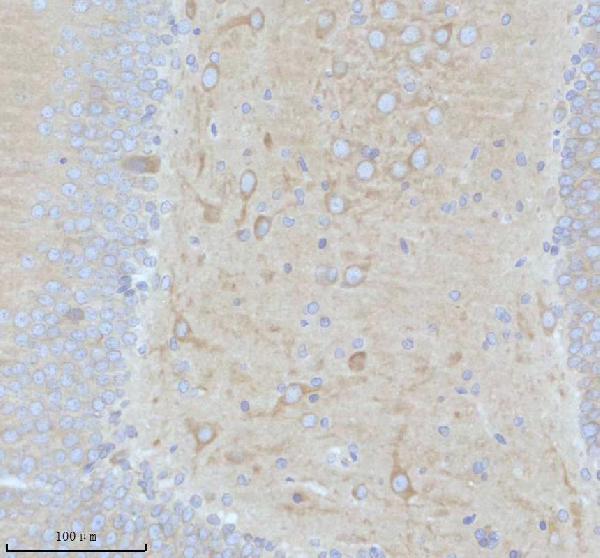 a08322 2 camlg primary antibodies ihc testing 3