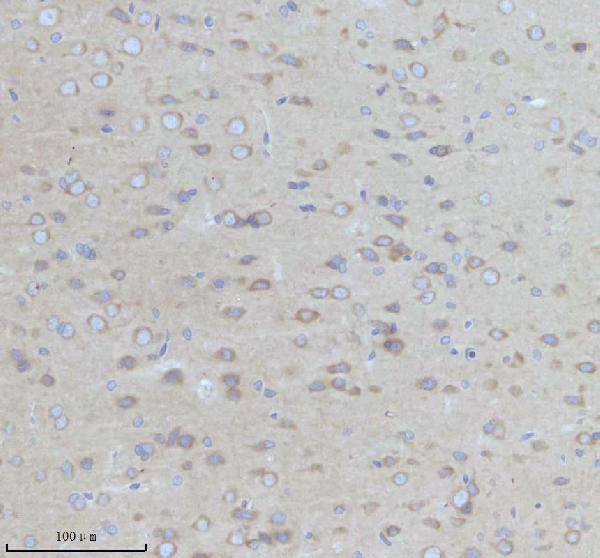 a08322 2 camlg primary antibodies ihc testing 4