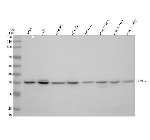 Western blot analysis of CAMLG using anti-CAMLG antibody (A08322-2)