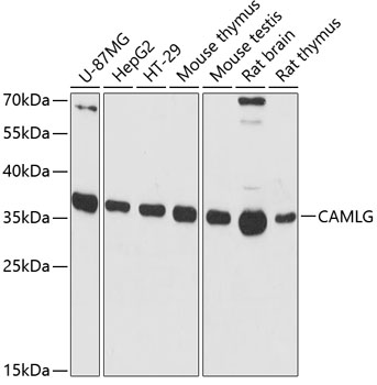 Western blot analysis of extracts of various cell lines, using CAMLG antibody  at 1:3000 dilution
