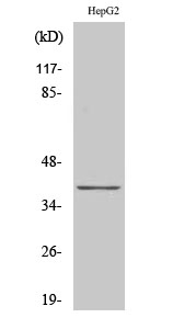 a08326 ackr4 primary antibodyes wb testing 1
