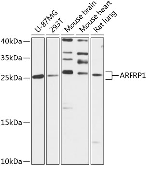 Western blot analysis of extracts of various cell lines, using ARFRP1 antibody  at 1:3000 dilution
