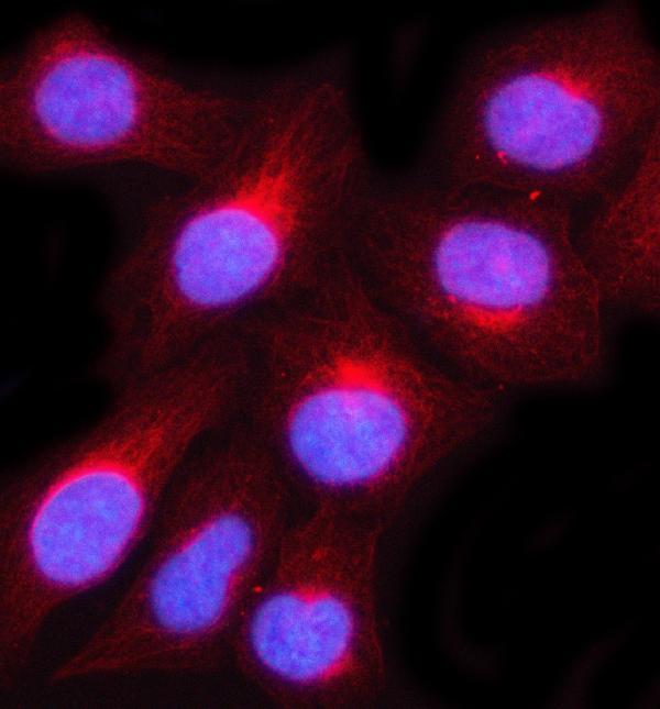  IF analysis of MUC3A/B using anti-MUC3A/B antibody (A08332-1)