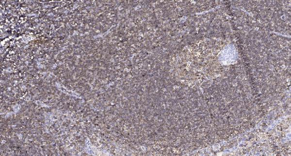 Immunohistochemical analysis of paraffin-embedded human tonsil