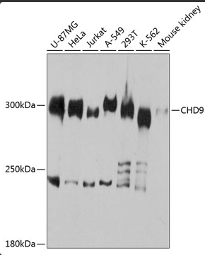 a08334 chd9 primary antiboties wb testing 1