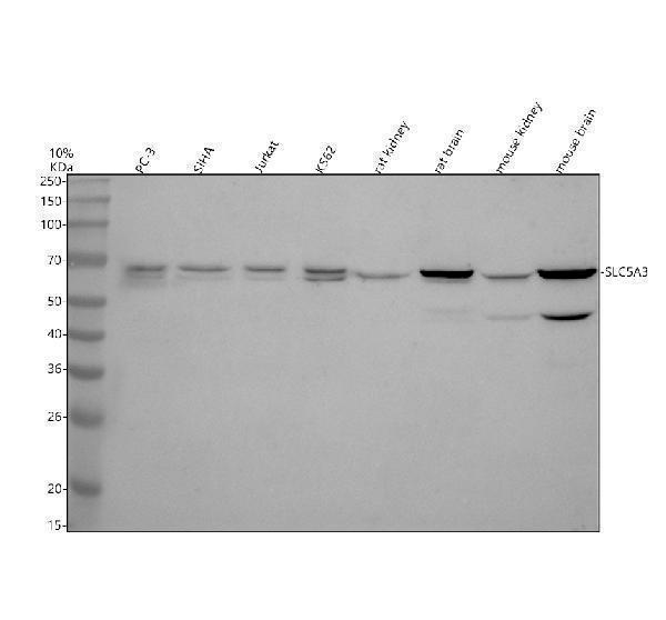 a08337 1 slc5a3 primary antibodies wb testing 1