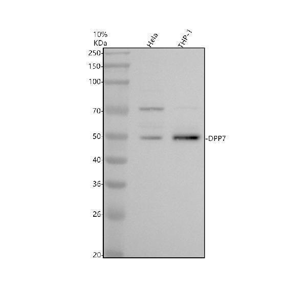a08338 2 dpp7 primary antibodies wb testing 1
