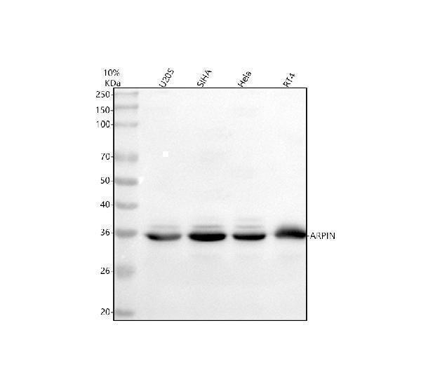  Western blot analysis of ARPIN using anti-ARPIN antibody (A08342-1)