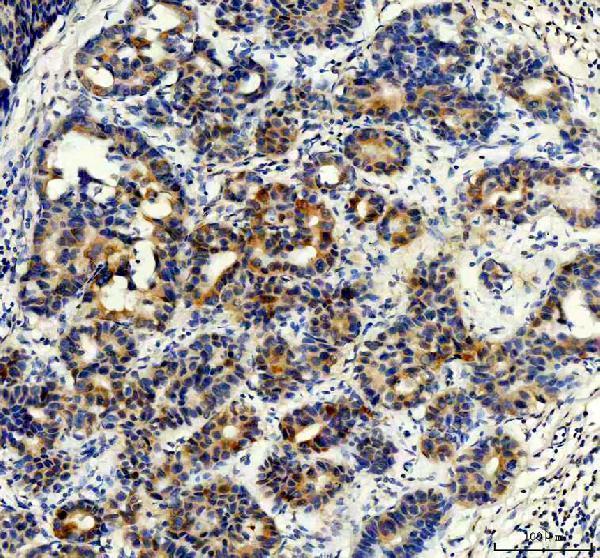 IHC analysis of Synip/STXBP4 using anti-Synip/STXBP4 antibody (A08343-1)