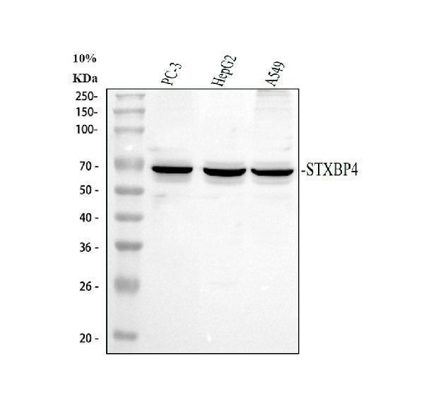 Western blot analysis of Synip/STXBP4 using anti-Synip/STXBP4 antibody (A08343-1)