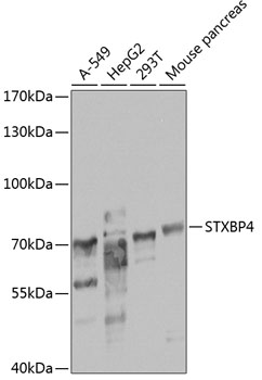 Western blot analysis of extracts of various cell lines, using STXBP4 antibody  at 1:1000 dilution