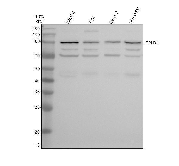 a08347 1 gpld1 primary antibodies wb testing 1