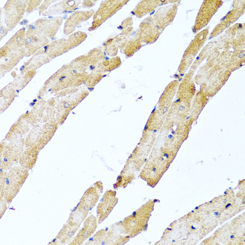 a08354 calcb primary antiboties ihc testing 3