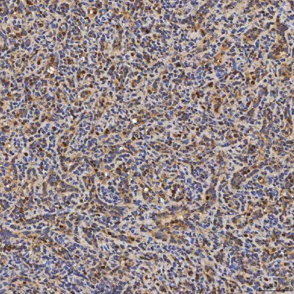 a08355 1 slc25a24 primary antibodies ihc testing 11