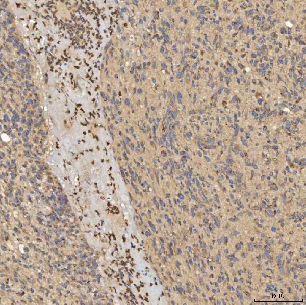 a08355 1 slc25a24 primary antibodies ihc testing 5