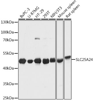 a08355 slc25a24 primary antiboties wb testing 1