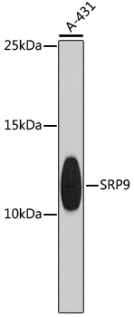 a08362 srp9 primary antiboties wb testing 1