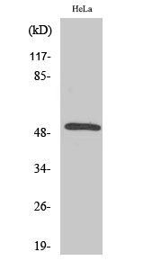 Western blotting validation for Anti-Secretin Receptor SCTR Antibody A08363
Western Blot (WB) analysis of specific cells using Secretin Receptor polyclonal antibody