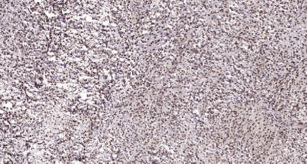 a08366 cstf2t primary antibodies ihc testing 1