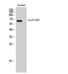 Western Blot analysis of Jurkat cells using CstF-64T Polyclonal Antibody cells nucleus extracted by Minute TM Cytoplasmic and Nuclear Fractionation kit 