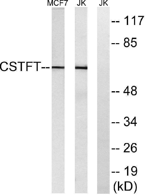Western blot analysis of lysates from Jurkat and MCF-7 cells, using CSTF2T Antibody