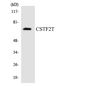 Western blot analysis of the lysates from Jurkat cells using CSTF2T antibody