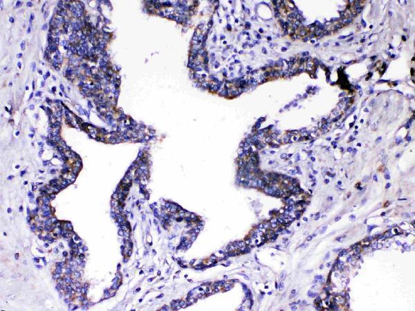 a08367 1 relaxin_1 primary antibodies ihc testing 4