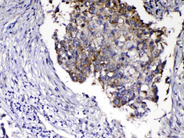  IHC analysis of Relaxin 1 using anti-Relaxin 1 antibody (A08367-1)