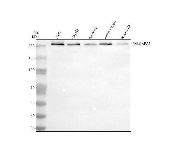 a08369 1 garnl1 ralgapa1 primary antibodies wb testing 1