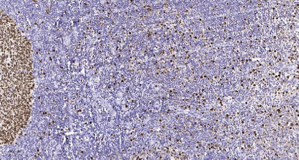 a08369s797 ralgapa1 primary antibodies ihc testing 1