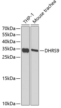 a08370 dhrs9 primary antiboties wb testing 1