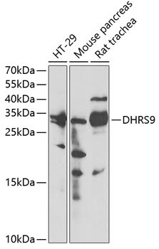 a08370 dhrs9 primary antiboties wb testing 2