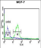 TAF2 Antibody (C-Term) flow cytometric analysis of MCF-7 cells (right histogram) compared to a negative control cell (left histogram).FITC-conjugated goat-anti-rabbit secondary antibodies were used for the analysis.