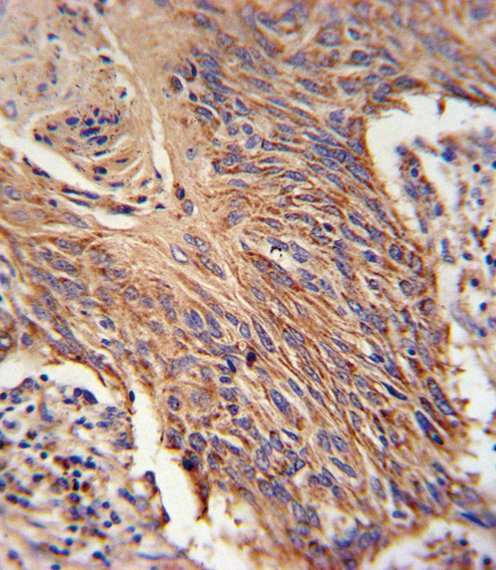 RDH10 Antibody (Center) (Cat