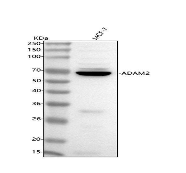 a08379 2 adam2 primary antibodies wb testing 1
