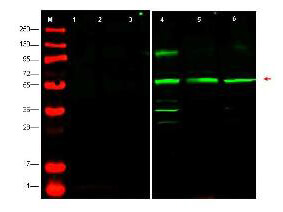 Western blot using Boster's affinity purified anti-PTEN-P1 antibody shows detection at ~55kDa (arrowhead) of endogenous PTEN-P1 in whole cell lysates from human derived cell lines HeLa  [lane 4], HEK293  [lane 5] and MCF7  [lane 6]