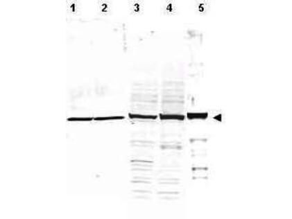 a08382 alpha tubulin primary antibodies wb testing 1