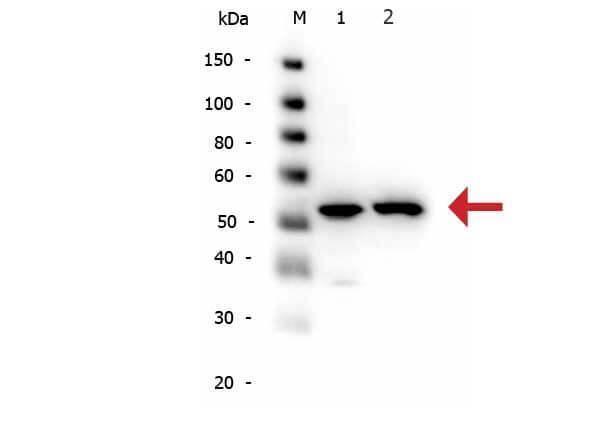 Western Blot of Rabbit anti-alpha-Tubulin antibody