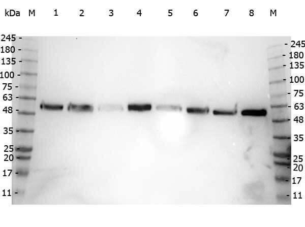 a08382 alpha tubulin primary antibodies wb testing 4