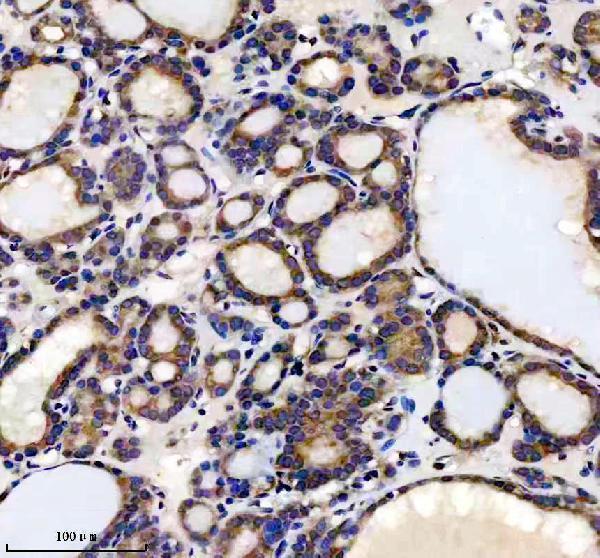 a08383 1 ufl1 primary antibodies ihc testing 1