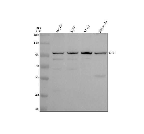 a08383 1 ufl1 primary antibodies wb testing 1