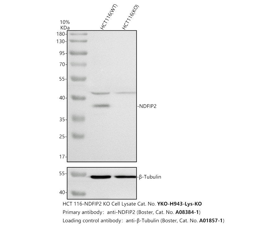 a08384 1 ndfip2 primary antibodies wb testing 2