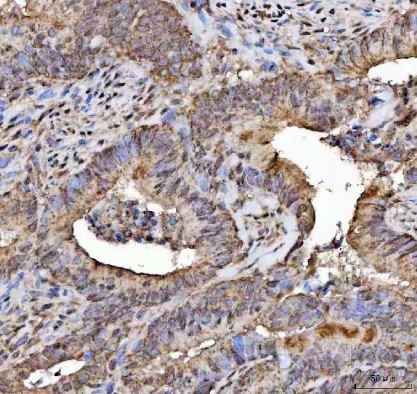  IHC analysis of NELF/NSMF using anti-NELF/NSMF antibody (A08385-1)