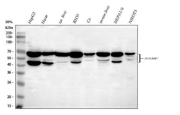  Western blot analysis of NELF/NSMF using anti-NELF/NSMF antibody (A08385-1)