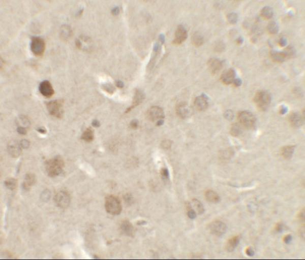 a08385 nelf primary antibodies ihc testing 2