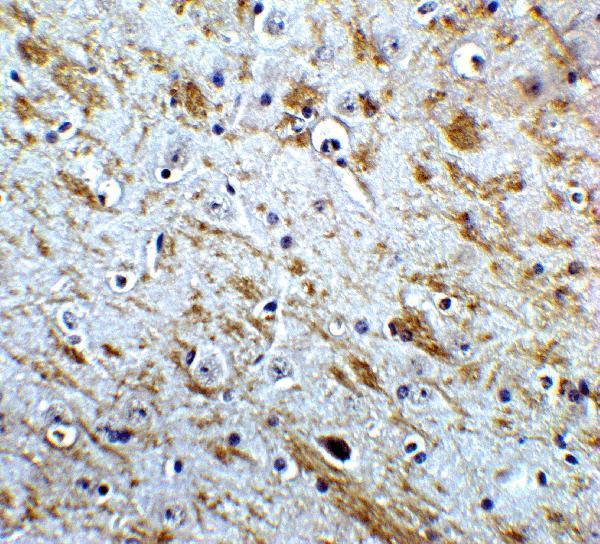 a08385 nelf primary antibodies ihc testing 4