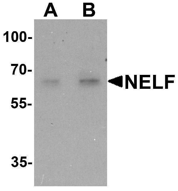 a08385 nelf primary antibodies wb testing 1
