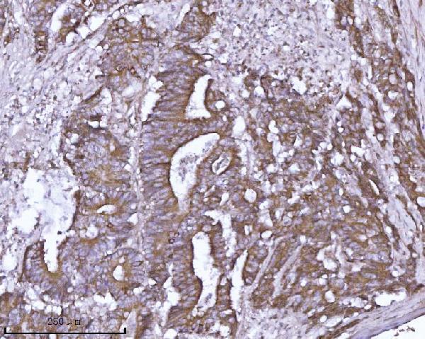  IHC analysis of ABP1/AOC1 using anti-ABP1/AOC1 antibody (A08386-1)