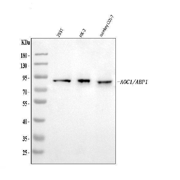  Western blot analysis of ABP1/AOC1 using anti-ABP1/AOC1 antibody (A08386-1)