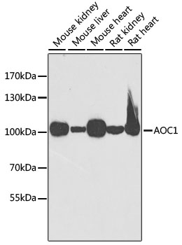 a08386 aoc1 primary antiboties wb testing 1
